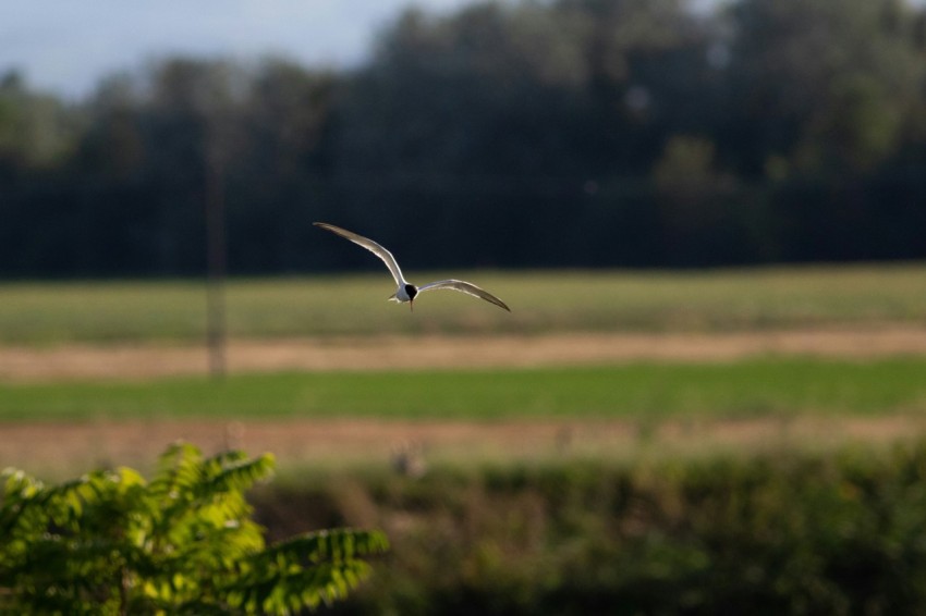 a bird flying over a lush green field