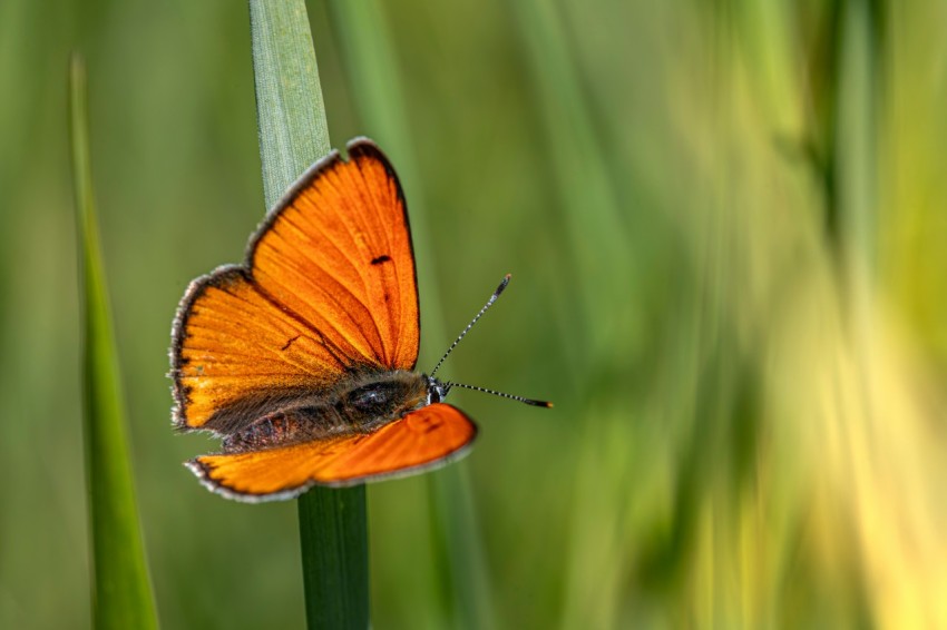 a small orange butterfly sitting on top of a green plant