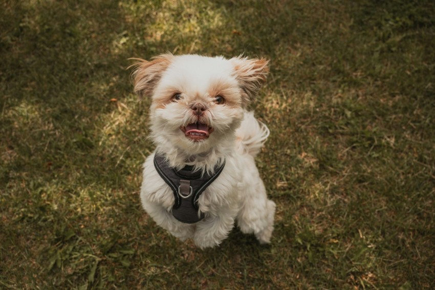 a small white dog sitting on top of a lush green field