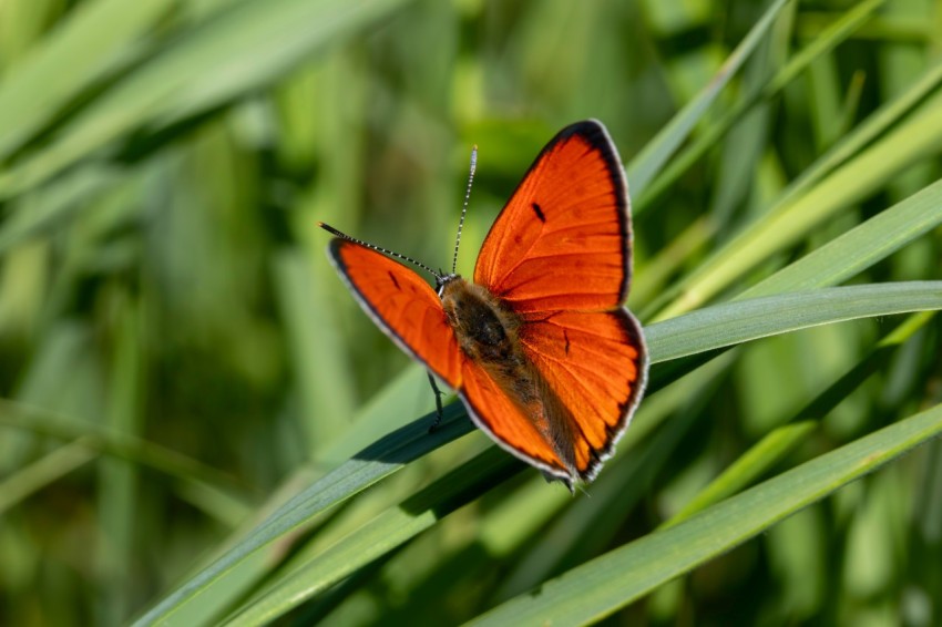 a small orange butterfly sitting on a blade of grass