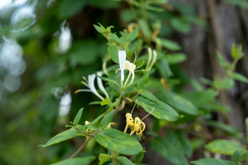 a close up of a flower on a tree CW5h