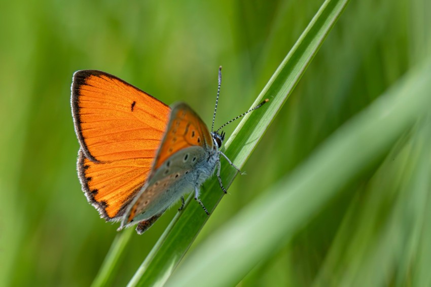 a small orange butterfly sitting on a blade of grass