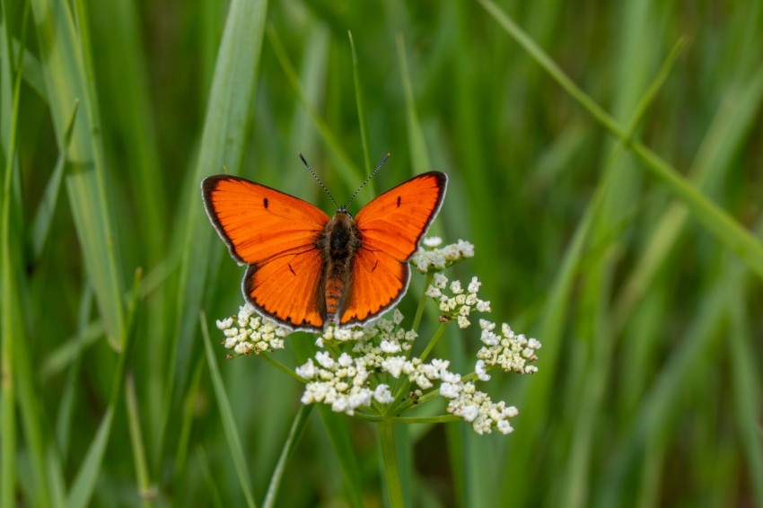 an orange butterfly sitting on top of a white flower