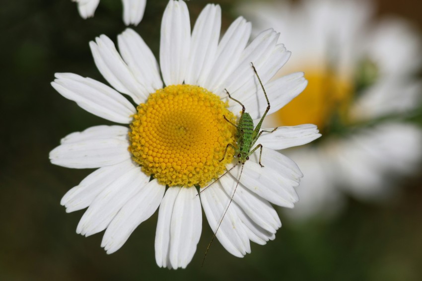 a close up of a flower with a bug on it