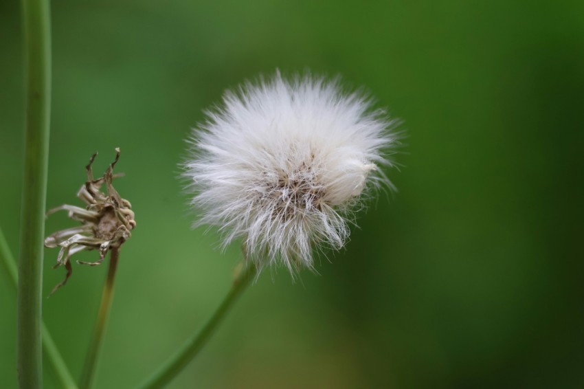 a close up of a dandelion with a blurry background