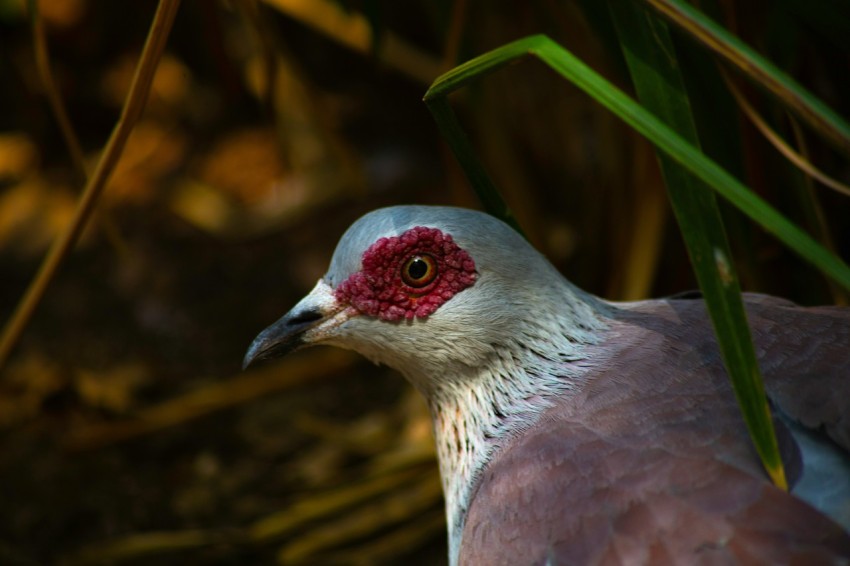 a close up of a bird with a red head