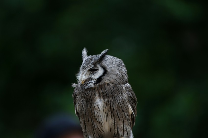 a close up of a bird on a persons hand