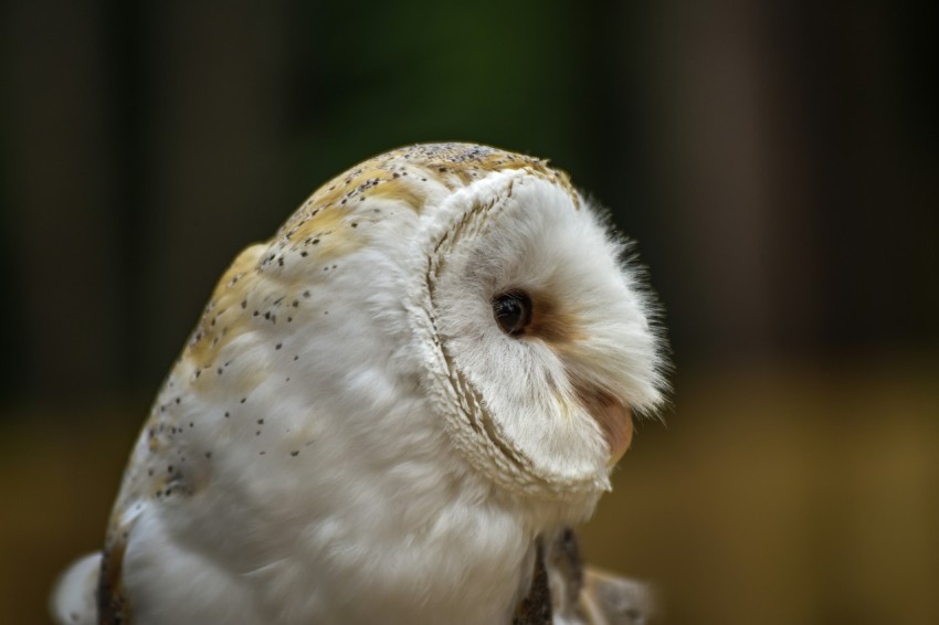 a close up of an owl with a blurry background