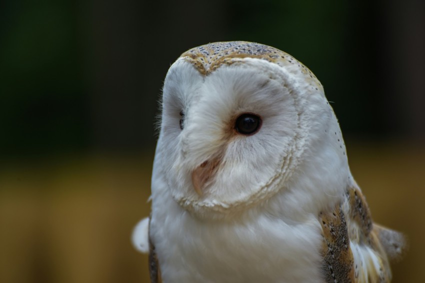 a close up of an owl with a blurry background