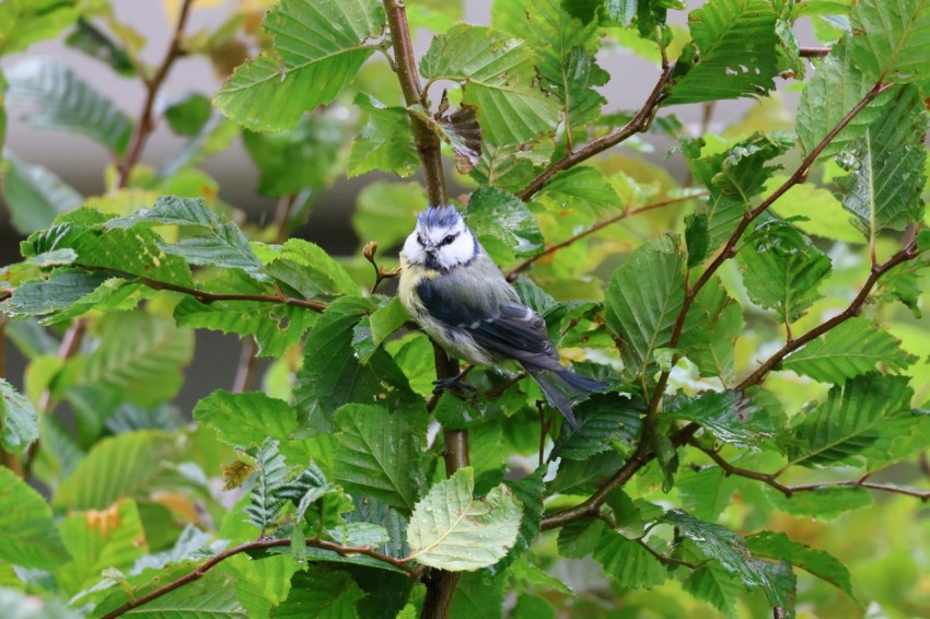 a small bird perched on top of a tree branch QuO4Blhe