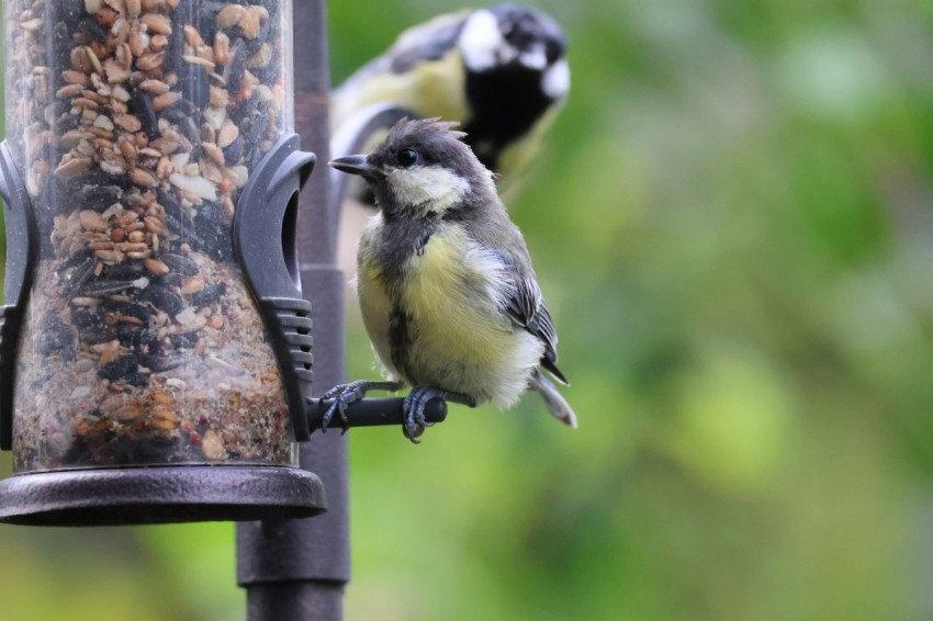 a couple of birds that are on a bird feeder