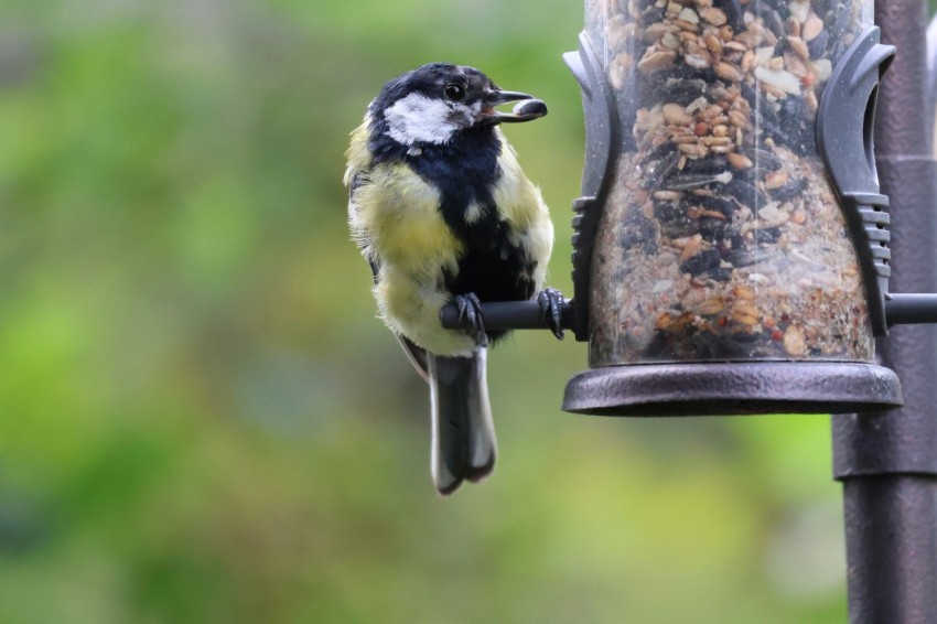 a bird that is sitting on a bird feeder