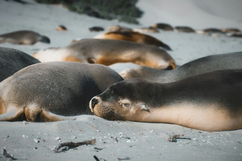 a group of sea lions laying on a beach