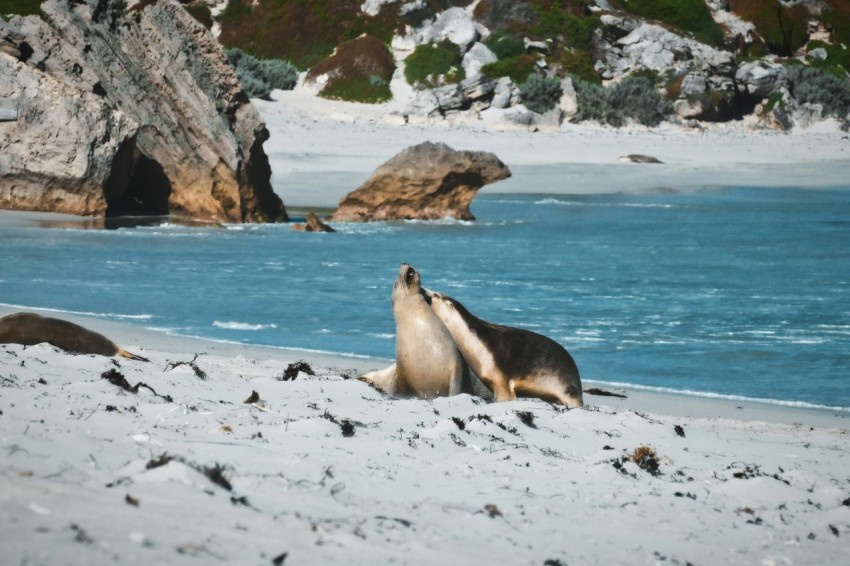 a couple of sea lions laying on top of a sandy beach