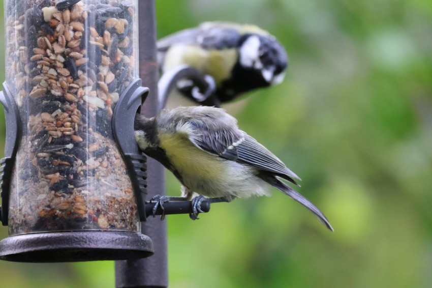 a couple of birds that are sitting on a bird feeder UWmBQEp 6