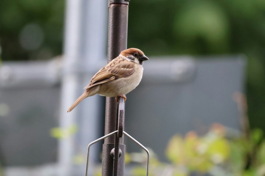 a small bird perched on a metal pole QQsxieTw