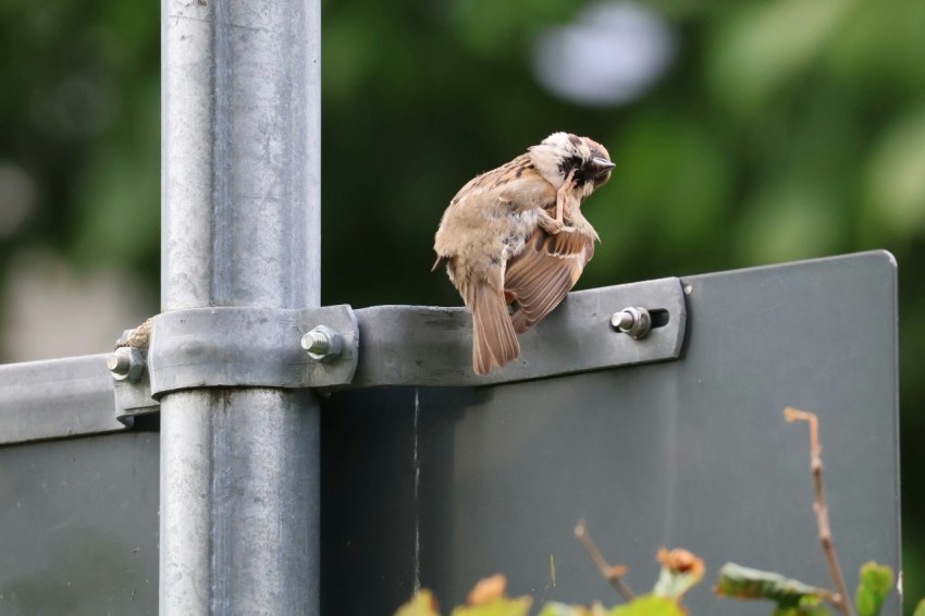 a small bird perched on top of a metal pole