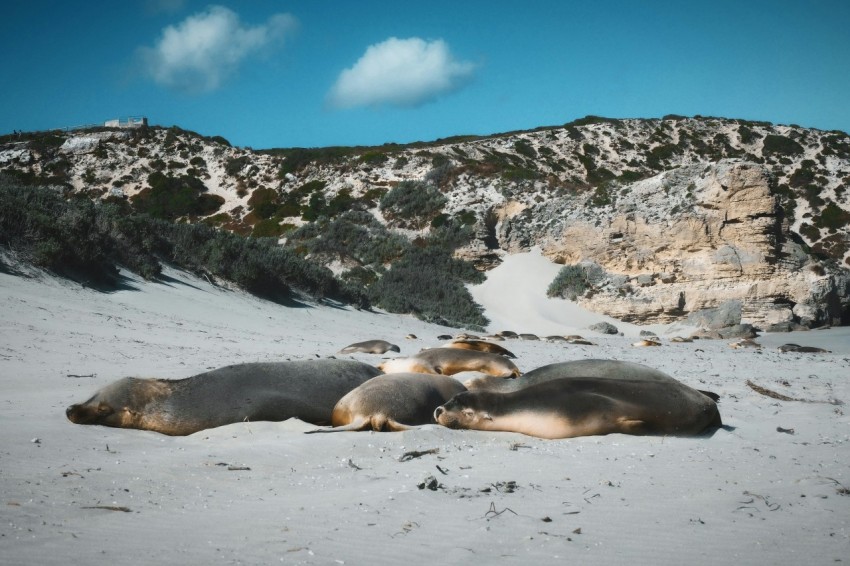 a group of sea lions laying on top of a sandy beach