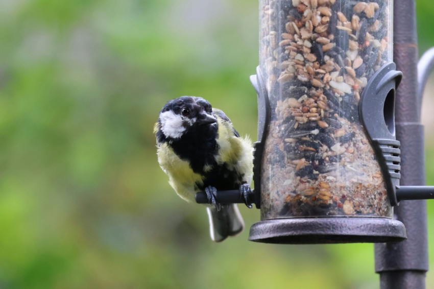 a bird that is sitting on a bird feeder