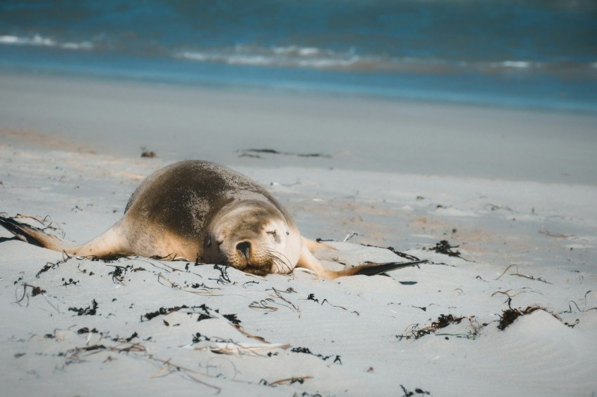 a seal laying on the sand at the beach