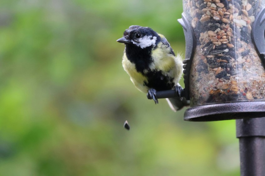 a bird that is sitting on a bird feeder