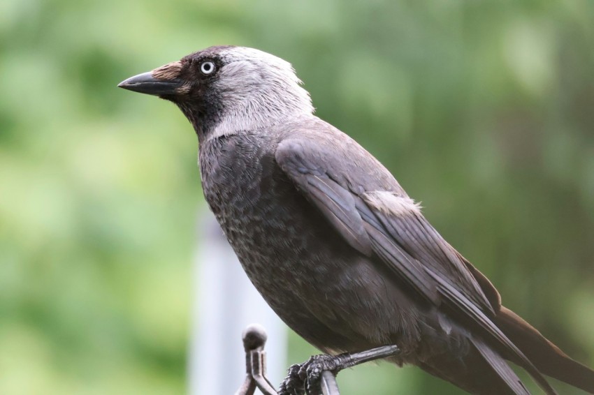 a bird sitting on top of a tree branch