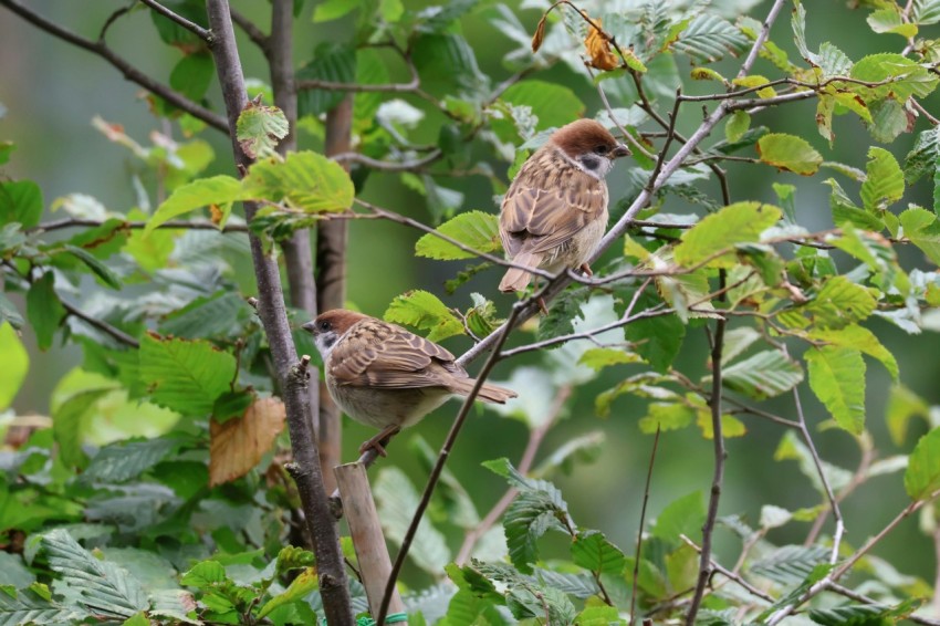 a couple of birds sitting on top of a tree branch