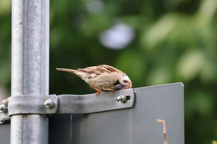 a small bird perched on top of a metal pole