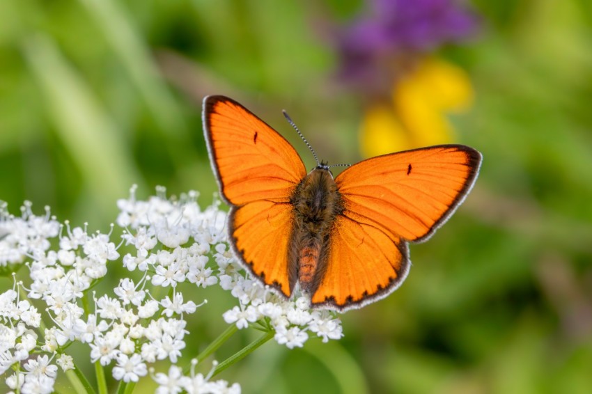 a close up of a butterfly on a flower