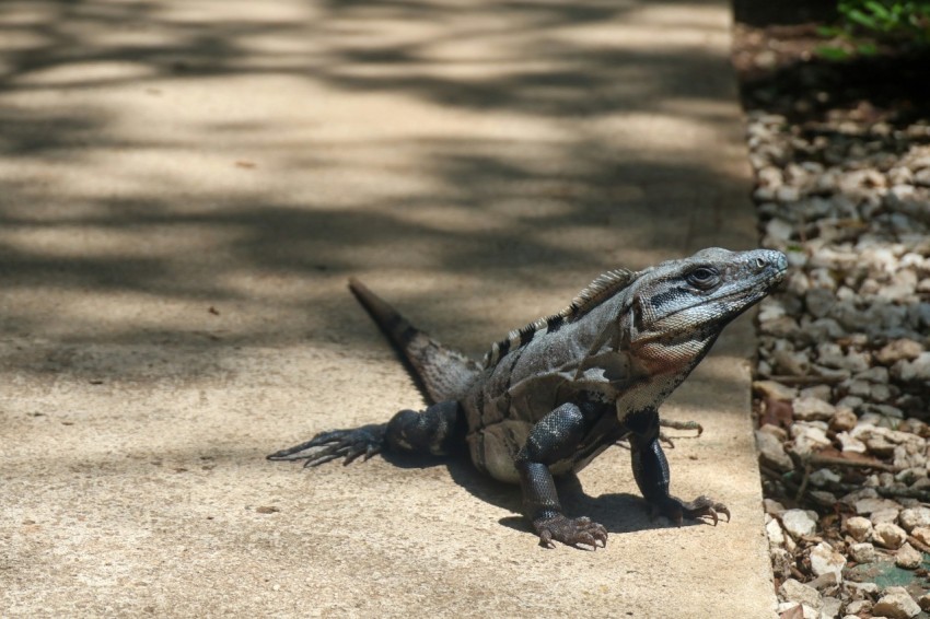 a large lizard standing on top of a sidewalk