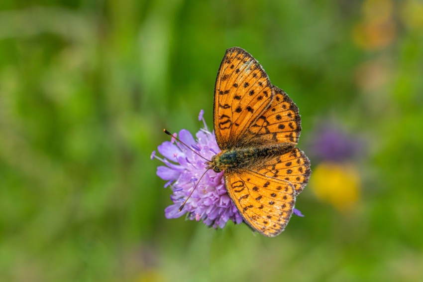 a butterfly sitting on top of a purple flower