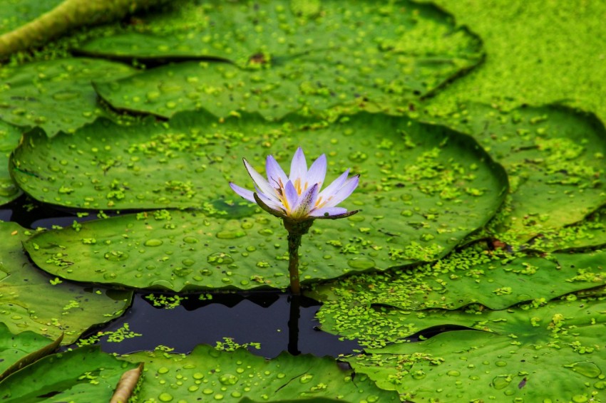 a purple flower sitting on top of a green lily pad