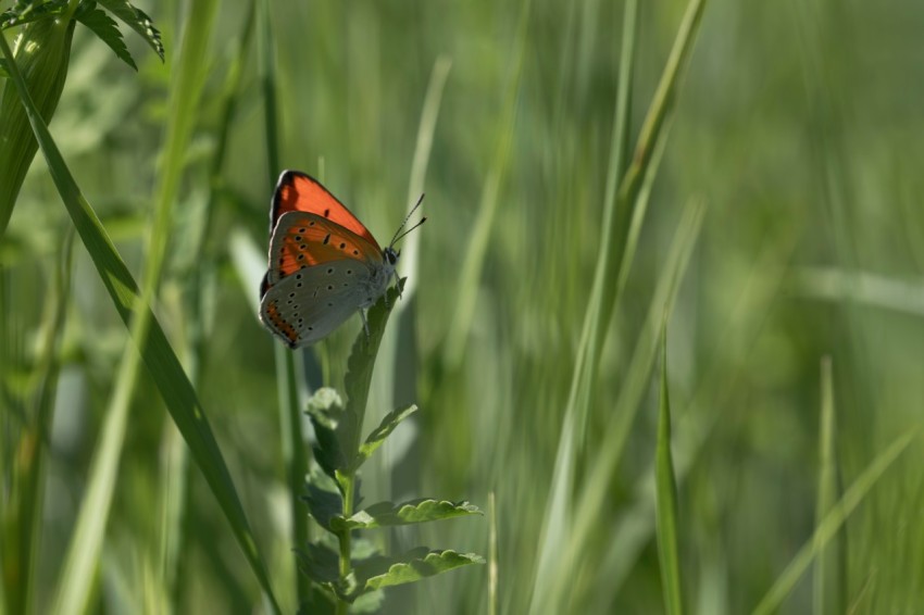 a red and white butterfly sitting on a green plant