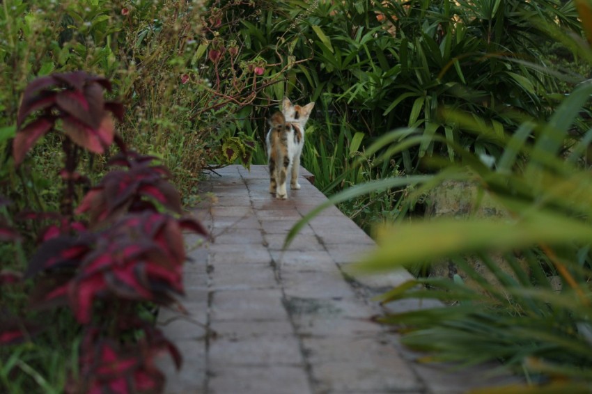 a small dog walking down a brick path