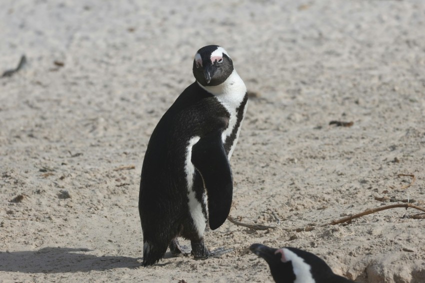 a couple of penguins standing on top of a sandy beach