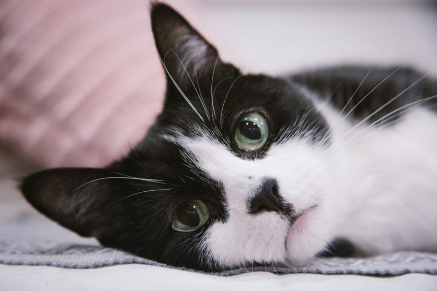 a black and white cat laying on top of a bed