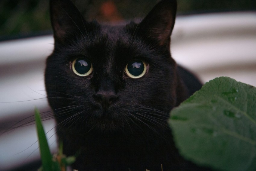 a black cat sitting next to a green plant