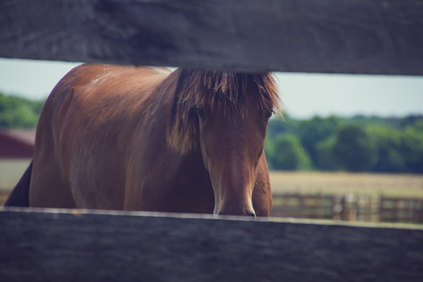 a brown horse standing next to a wooden fence