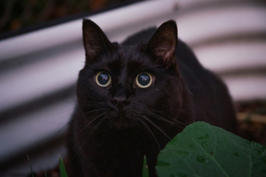 a black cat sitting in the grass looking at the camera