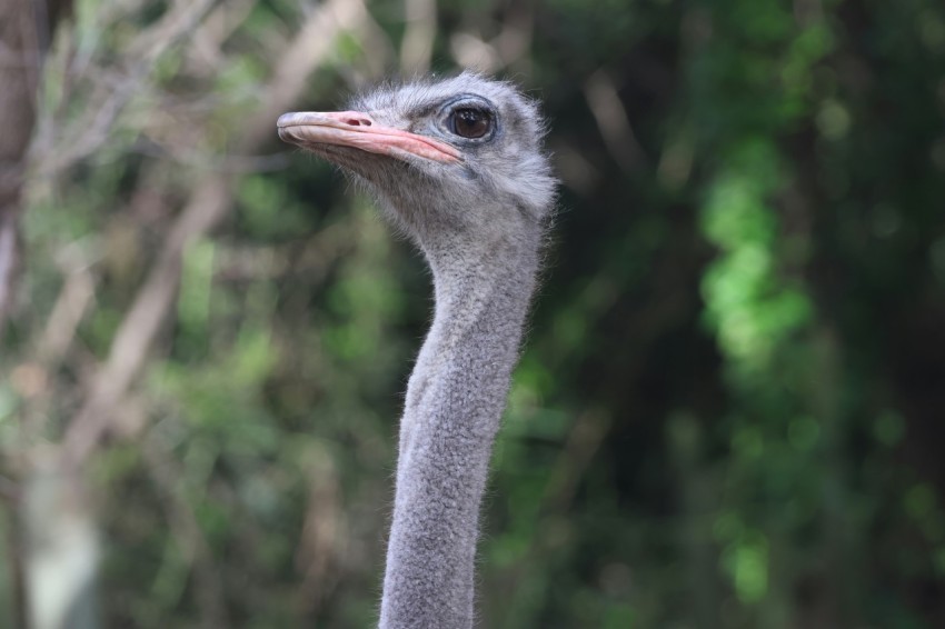 an ostrich looking at the camera with trees in the background