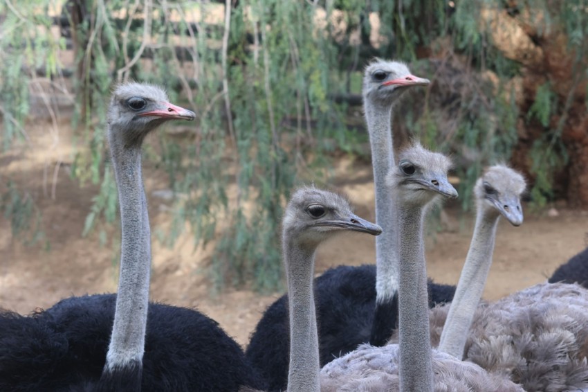 a group of ostriches standing next to each other ObklK