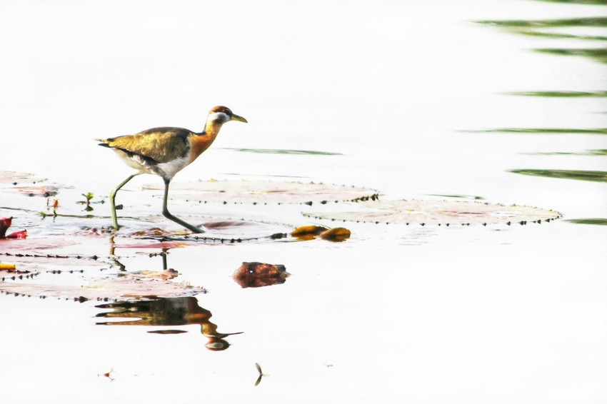 a bird is walking in the water with its reflection