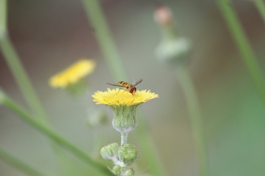 a bee sitting on top of a yellow flower