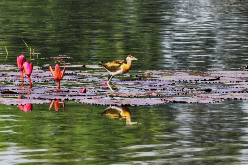 a group of birds that are standing in the water mIYDm