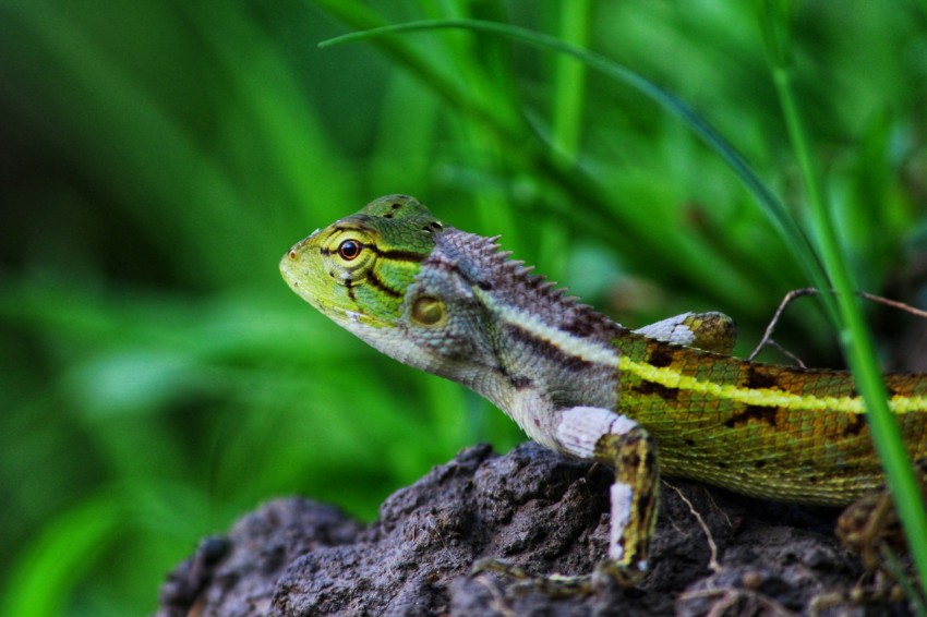 a small lizard sitting on top of a tree stump