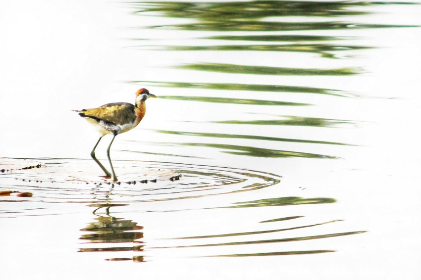 a bird is standing in a body of water