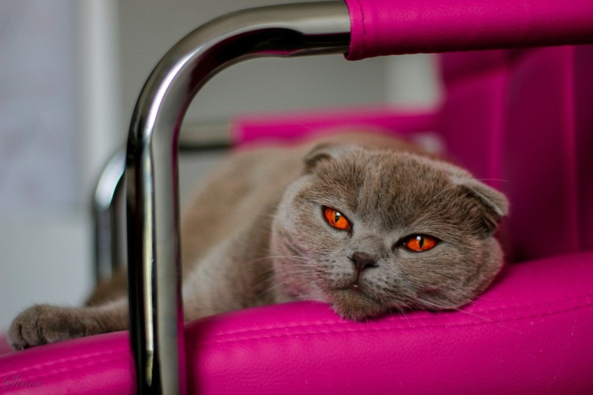 a grey cat laying on a pink chair