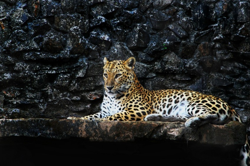 a large leopard laying on top of a rock wall