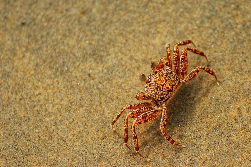 a spider crawling on the sand in the sand