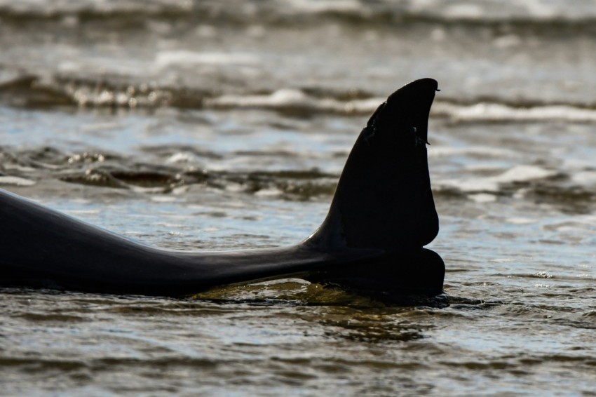 a shark fin sticking out of the water